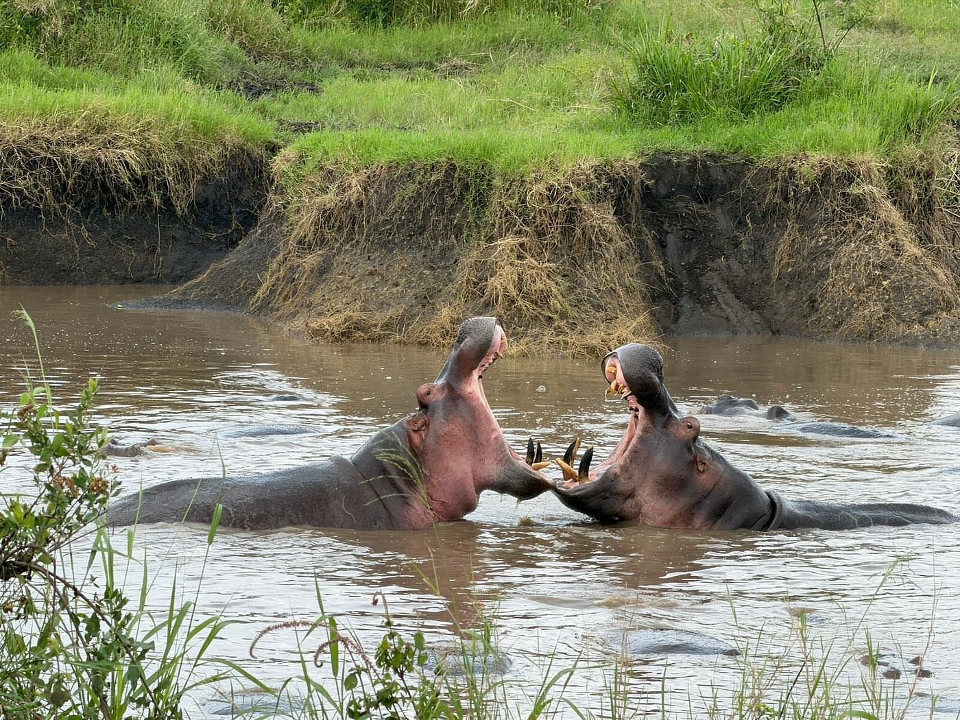Hippos in a river habitat typical of southern Tanzania