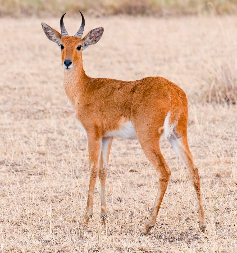 Reedbuck in a northern Tanzania grassland habitat