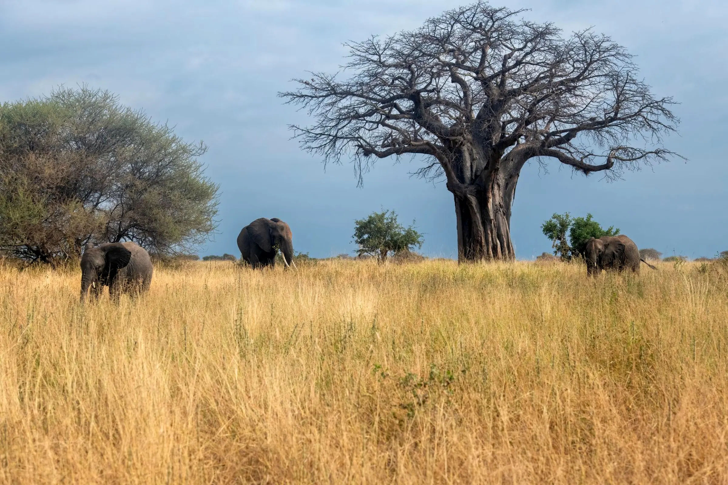Elephants moving through a Tanzania safari landscape