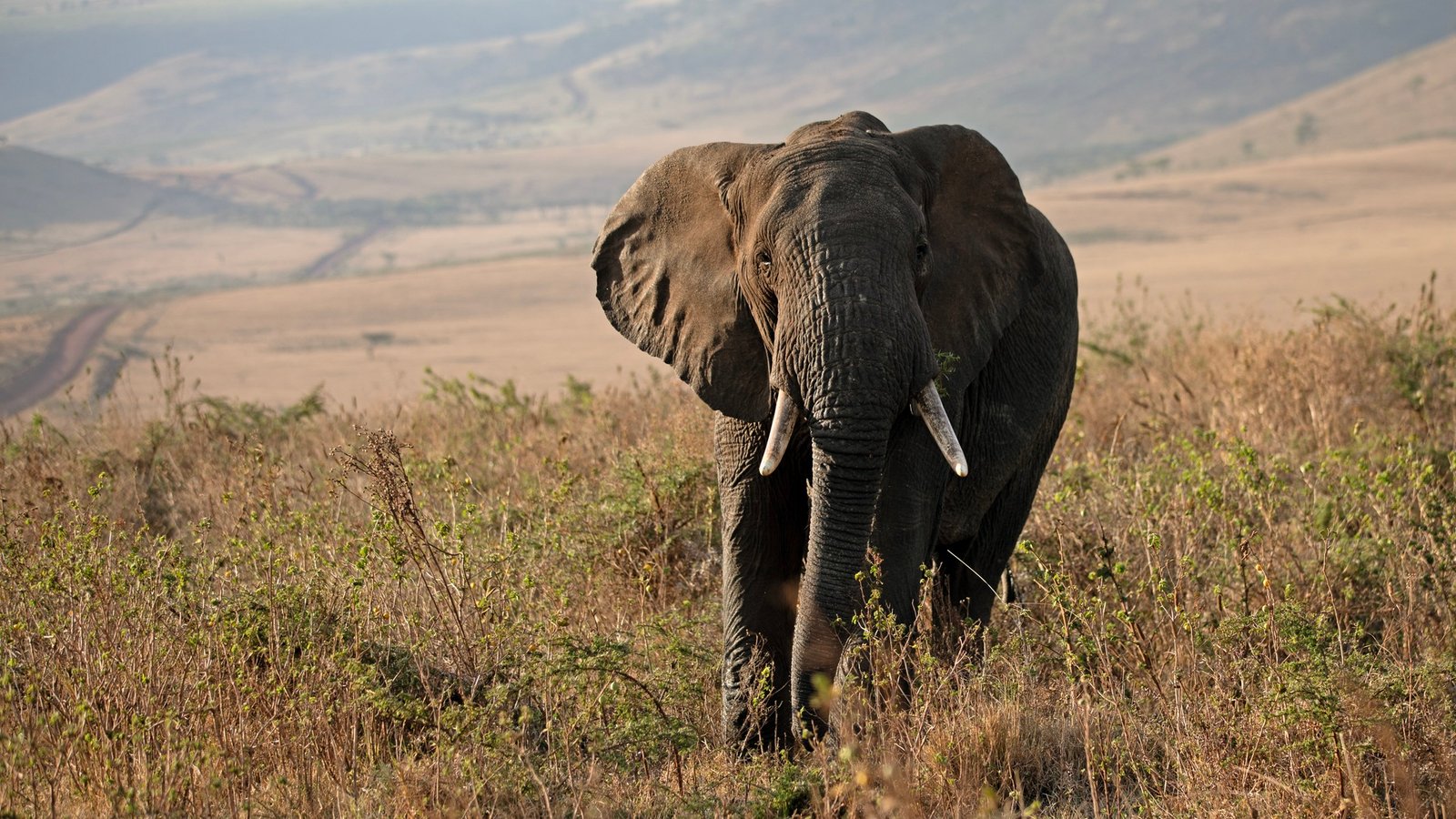 Southern Tanzania Wilderness safari inspiration in Tanzania